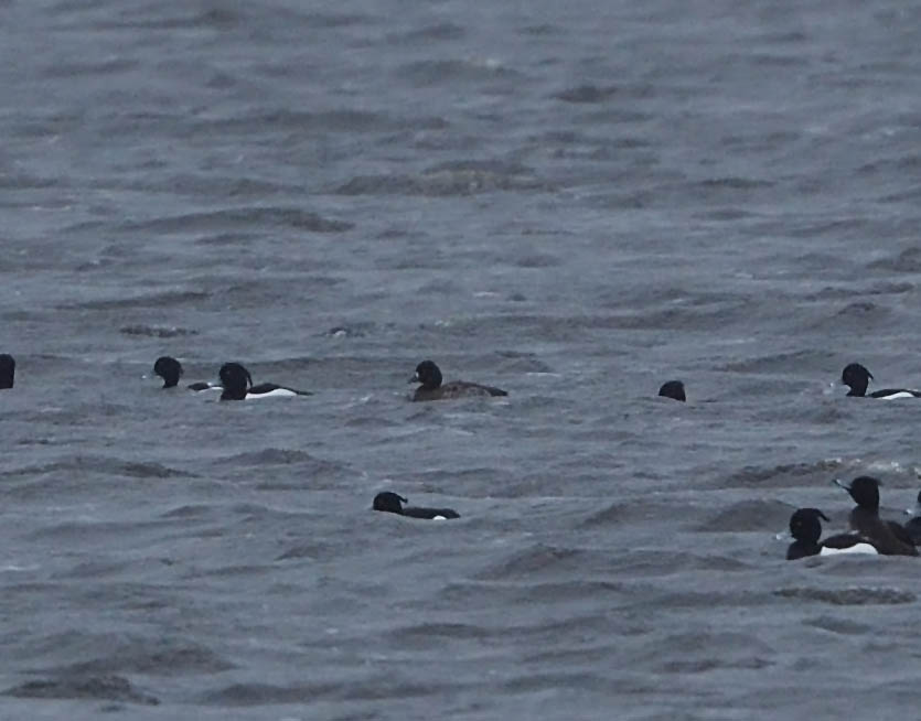 The best of days are when you least expect them. A Yellowhammer in John Kemp's garden was a new bird for my Outer Hebs list whilst a couple of Swallows and Sand Martins in Daliburgh were new for the year. A new Lesser Scaup in South Uist on Loch Bee was a nice way to end the day.