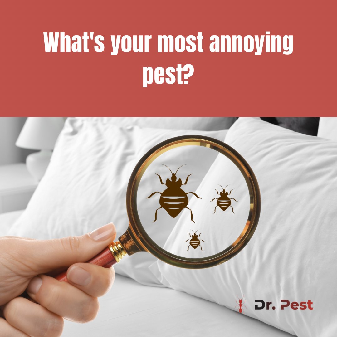 itsdoctorpest's tweet image. What&apos;s the most annoying pest you&apos;ve encountered at home? Comment below and let us know! 

#DrPest #PestControlService #TermiteControlService #RodentControlService