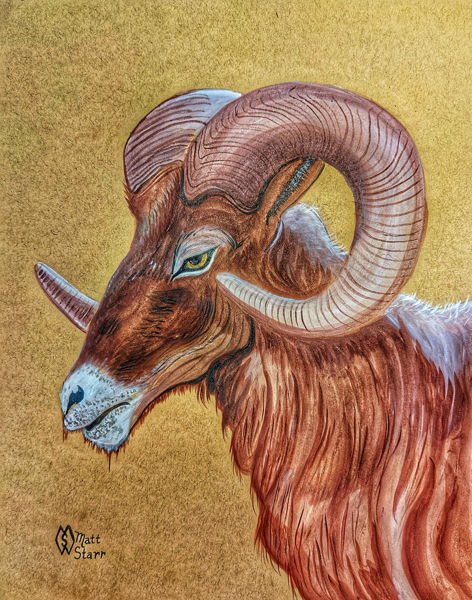 On this date, May 1stin 1961 the bighorn sheep was made the official mammal of the state of Colorado. redbubble.com/shop/ap/101832…
#mattstarrfineart #gift #giftideas #tshirts #homedecor #art #bighorn #bighornsheep #sheep #ram #rams #colorado #wildlife