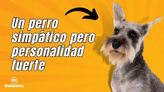 SchnauzyDog's tweet photo. 9 cosas que debes saber sobre el Schnauzer https://t.co/nclVelMhvb https://t.co/luxYG6Xh59