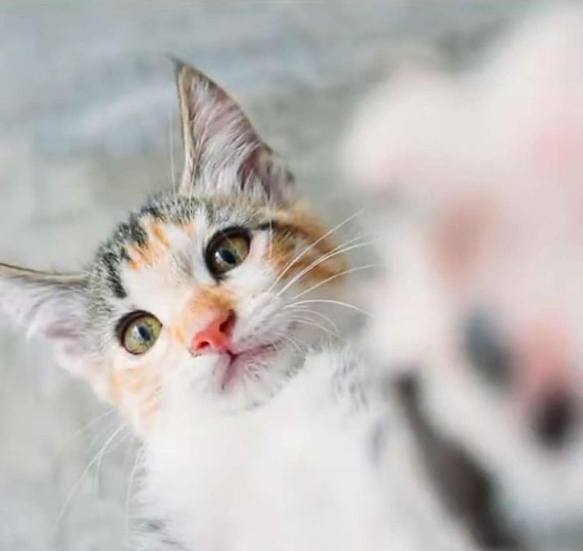 meowcrosoftSOL tweet media