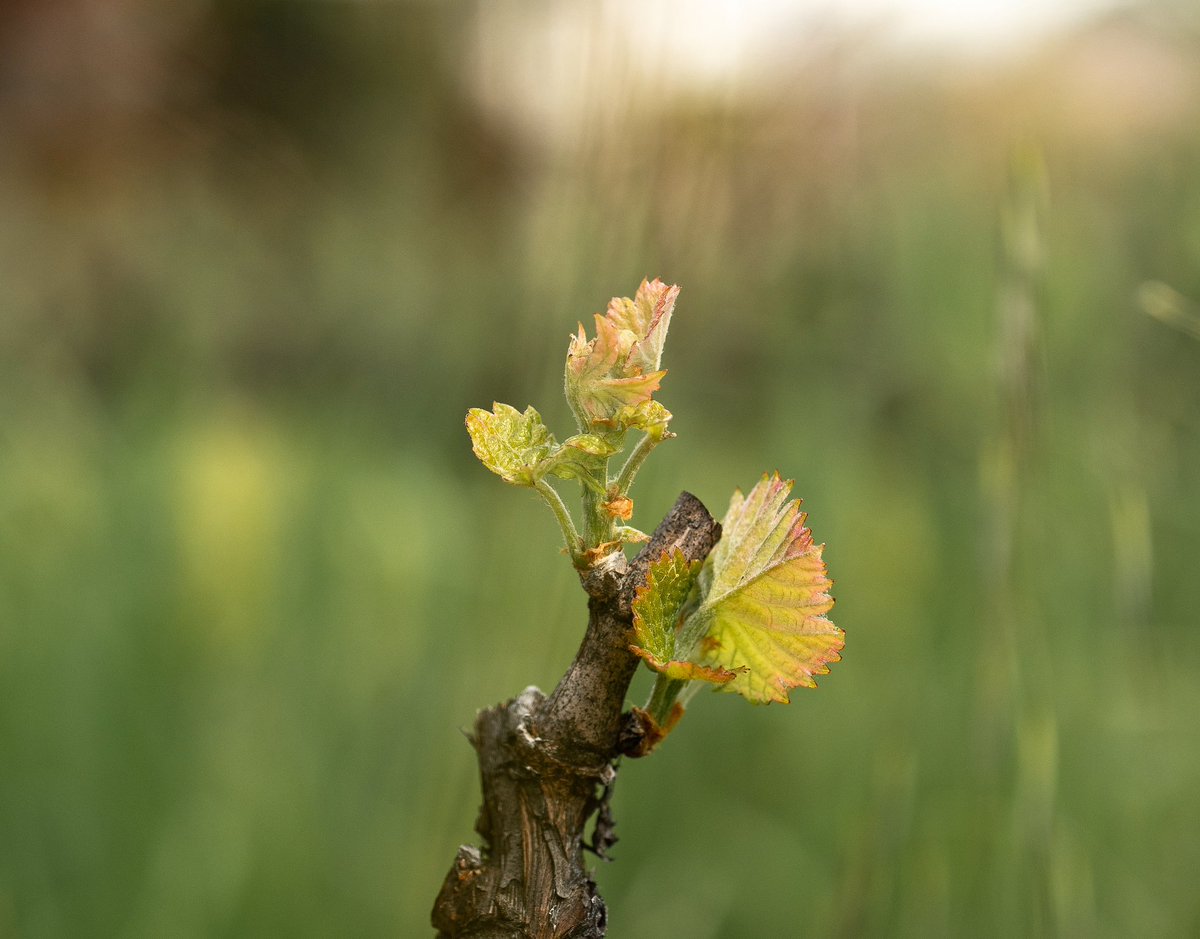 The 2024 vintage begins #Spottswoode

#NapaValley