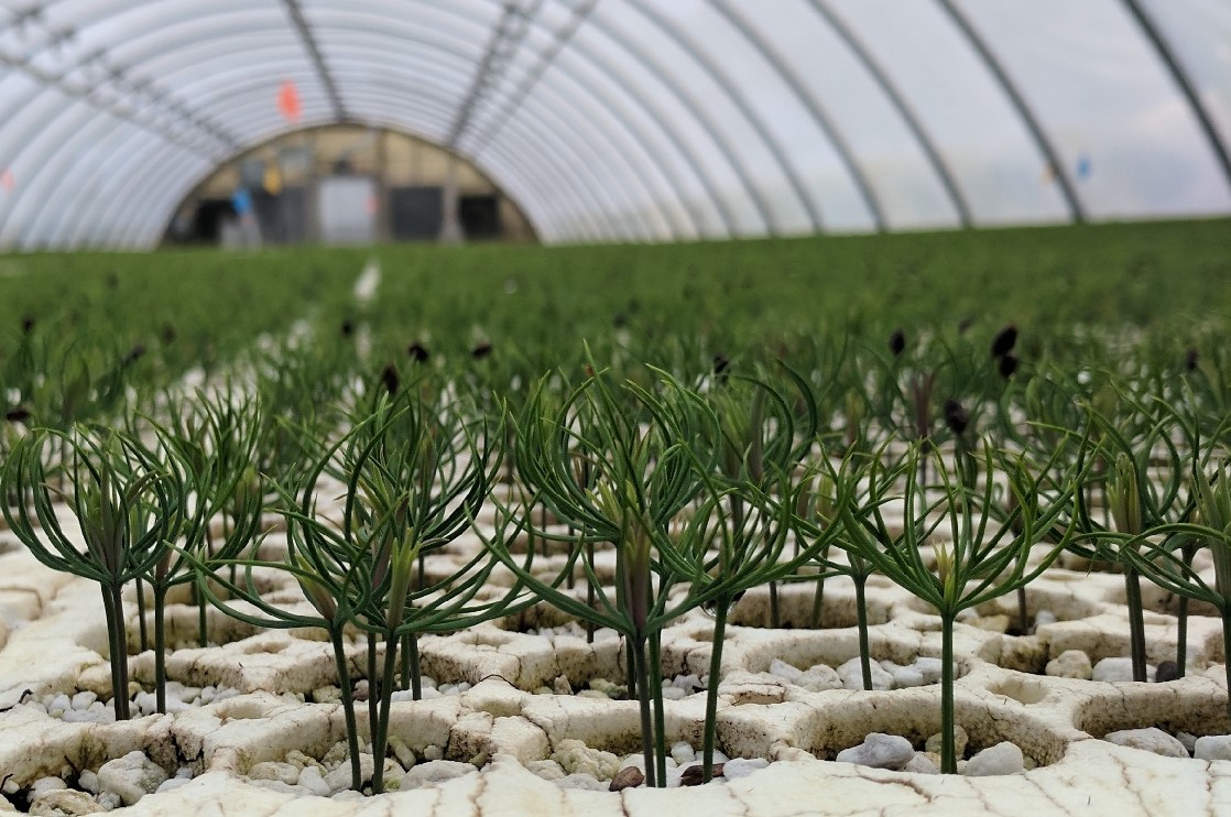 #FridayFacts The CDA Nursery produces up to 20 million seedlings every year to replant publicly owned lands- even highway corridors- across the western U.S. It is one of just six nurseries in the nation operated by the U.S. Forest Service! fs.usda.gov/managing-land/…