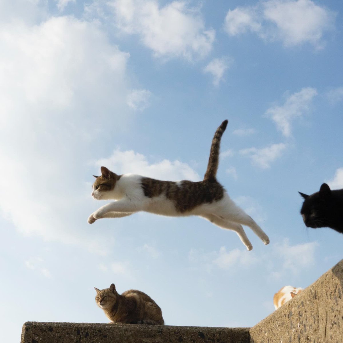 今日は土曜日！！
広島三越の猫写真展に向かってます
土日は会場にいます