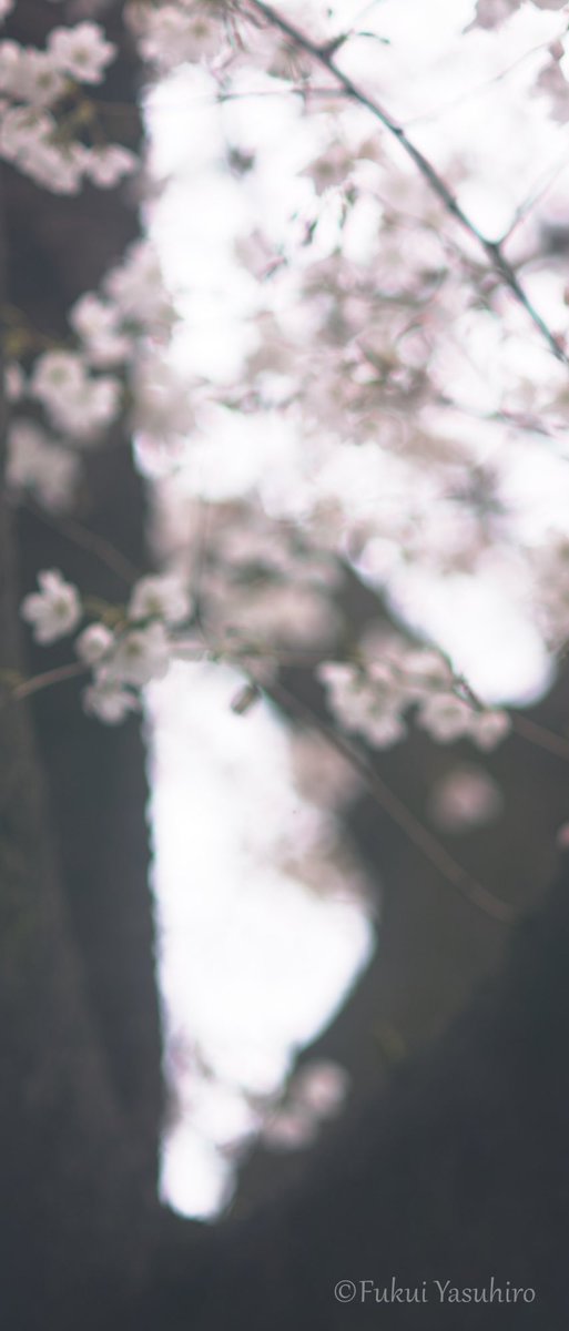 桜　散歩道

#sdquattroh
#foveon 
#SIGMA
YASHICA AUTO YASHINON-DX 135mm F2.8