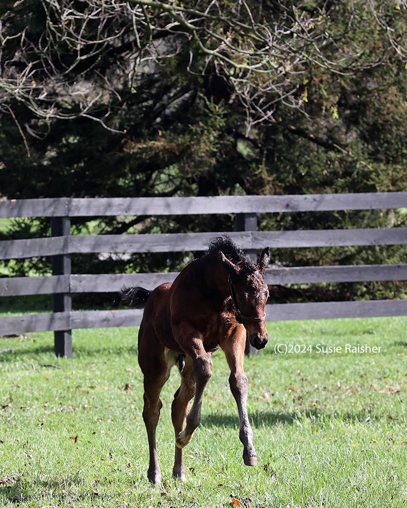 Happy #foalFriday! Still making my way through pics from a phenomenal 48hrs in KY, but moved this to the front of the line when I realized I actually get to use the # thanks to the magic of #VisitHorseCountry! Smitten with this show-offy, athletic, self-assured half to Maxfield.