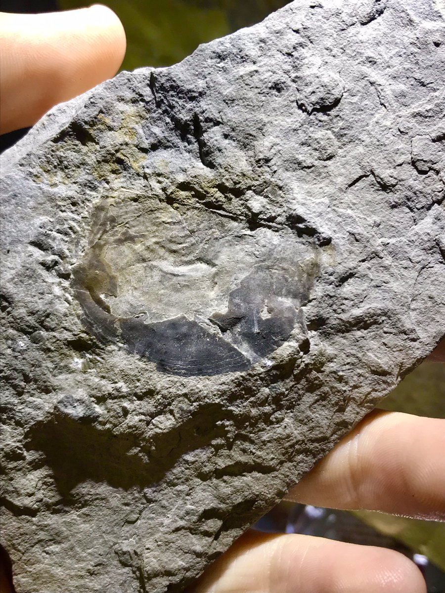 Bonus #FossilFriday, I believe this is a phyllocarid carapace (“Ceratiocaris” deweyii) from the Rochester Shale. Compared to another partial specimen I have, this one is rather small.