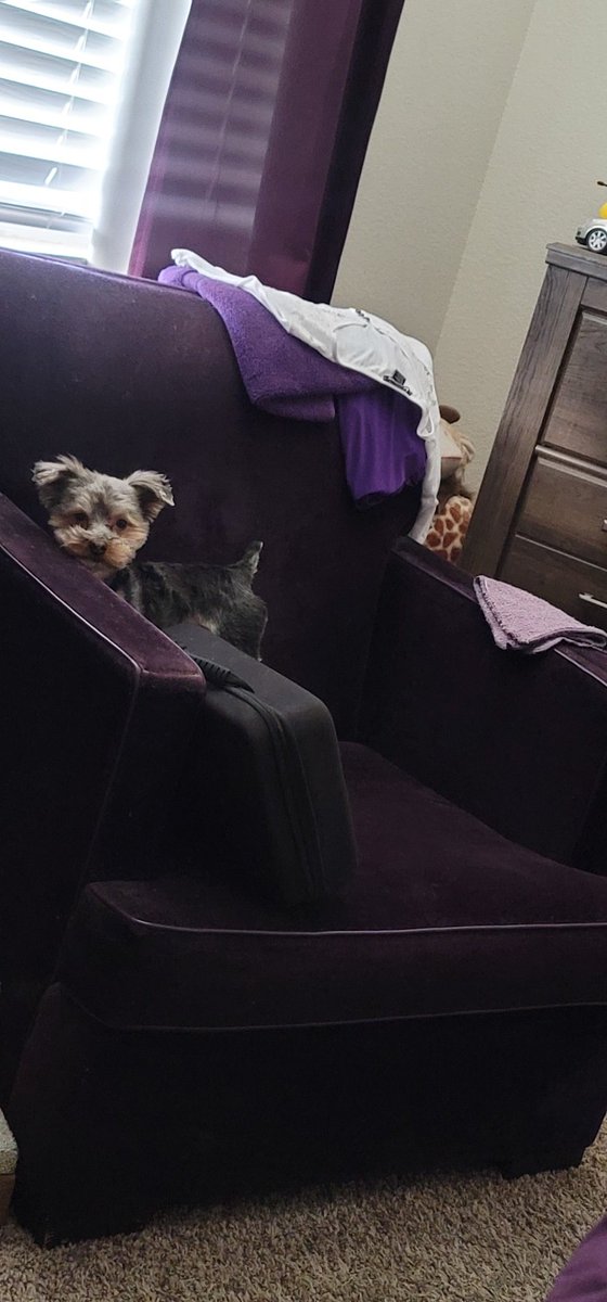 Boogie really thinks this is HIS chair🤦🏾‍♀️🤦🏾‍♀️🤦🏾‍♀️🤦🏾‍♀️