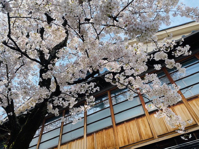 izumikyokamuse's tweet image. お昼休みの残り時間で、浅野川沿いの主計町を散策してきました！🌸🌸🐰📸🌸🌸