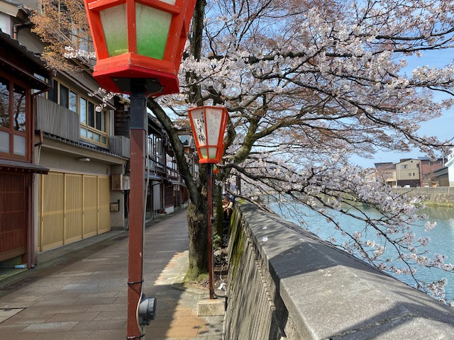 izumikyokamuse's tweet image. お昼休みの残り時間で、浅野川沿いの主計町を散策してきました！🌸🌸🐰📸🌸🌸