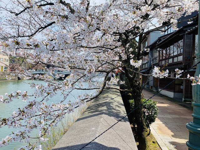 izumikyokamuse's tweet image. お昼休みの残り時間で、浅野川沿いの主計町を散策してきました！🌸🌸🐰📸🌸🌸