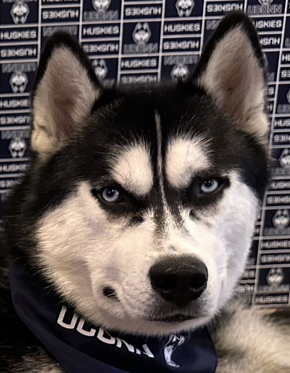 I know I’m new to this but where was the foul? So proud of what @UConnWBB accomplished this season and especially tonight. Huskies hold your heads high. What an amazing team! 💙