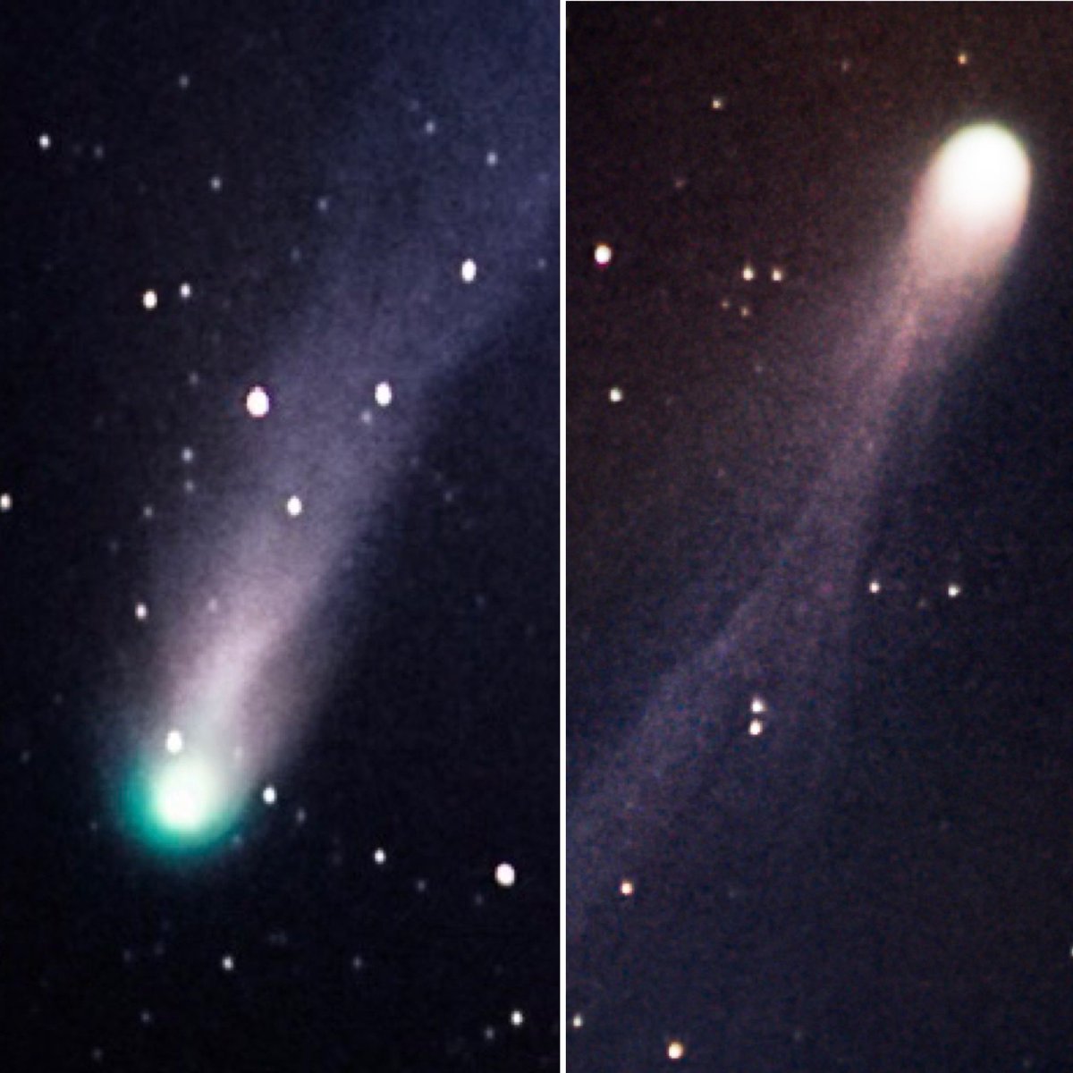 nickolaswolf tweet media