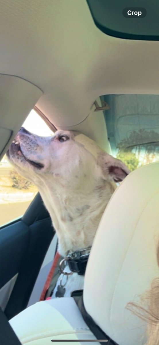 MackenzieTooth's tweet image. Someone was excited coming home from the groomer hahah