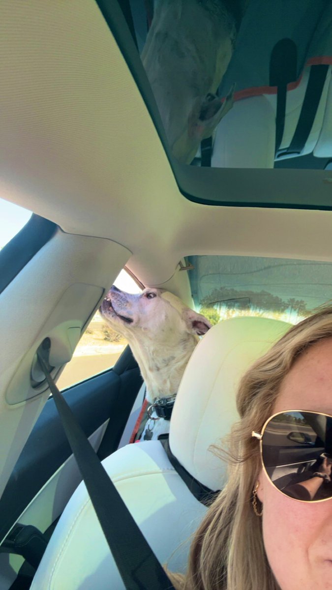 MackenzieTooth's tweet image. Someone was excited coming home from the groomer hahah