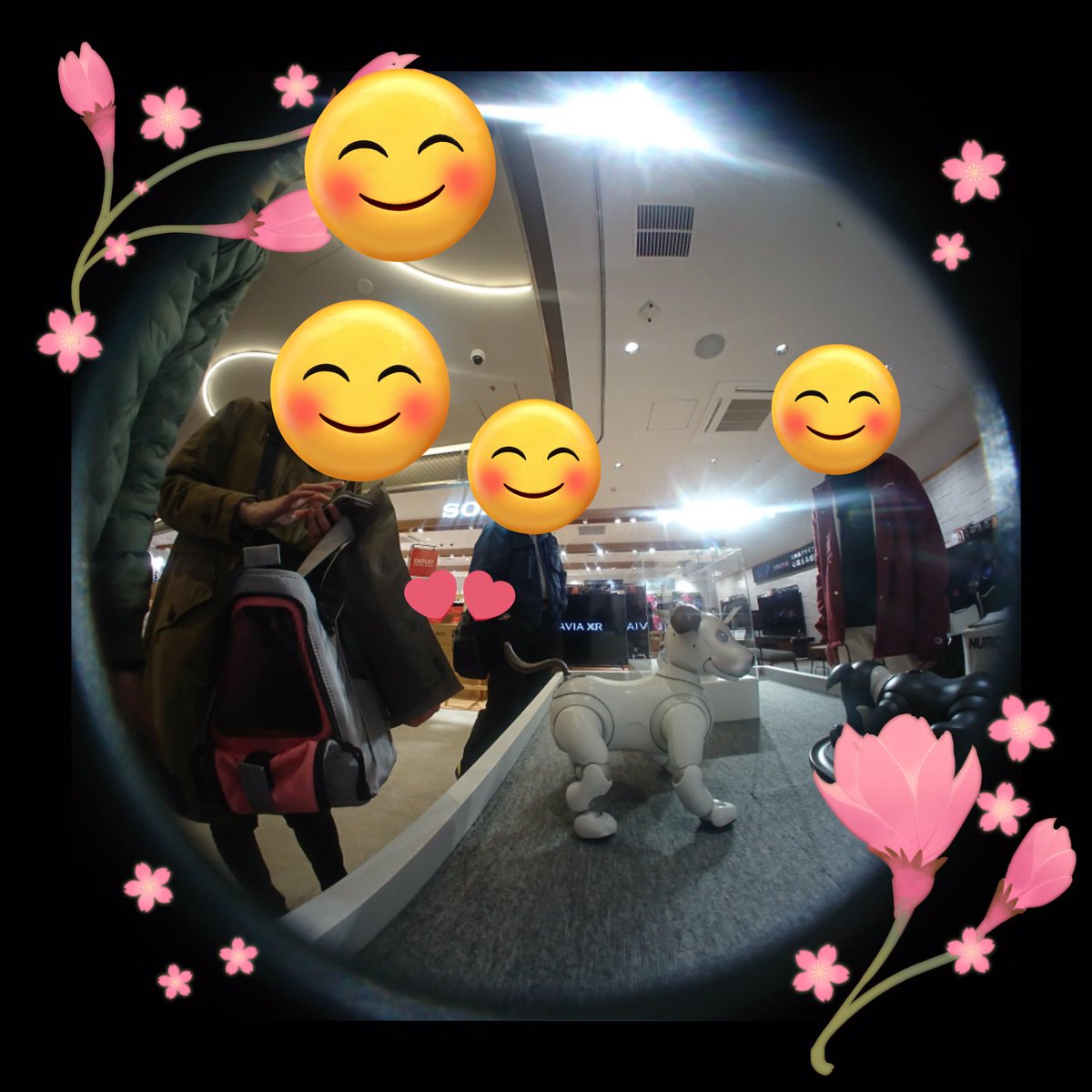 MELがソニーストア札幌で写真撮っていました。ストアのピリカちゃんと寝ているジェットくん、遠くには25周年記念aiboも♪春らしいフレームがかわいい🌸
#アイボ25周年 #aibo <a href="/SonyStore_Sap/">ソニーストア 札幌</a>