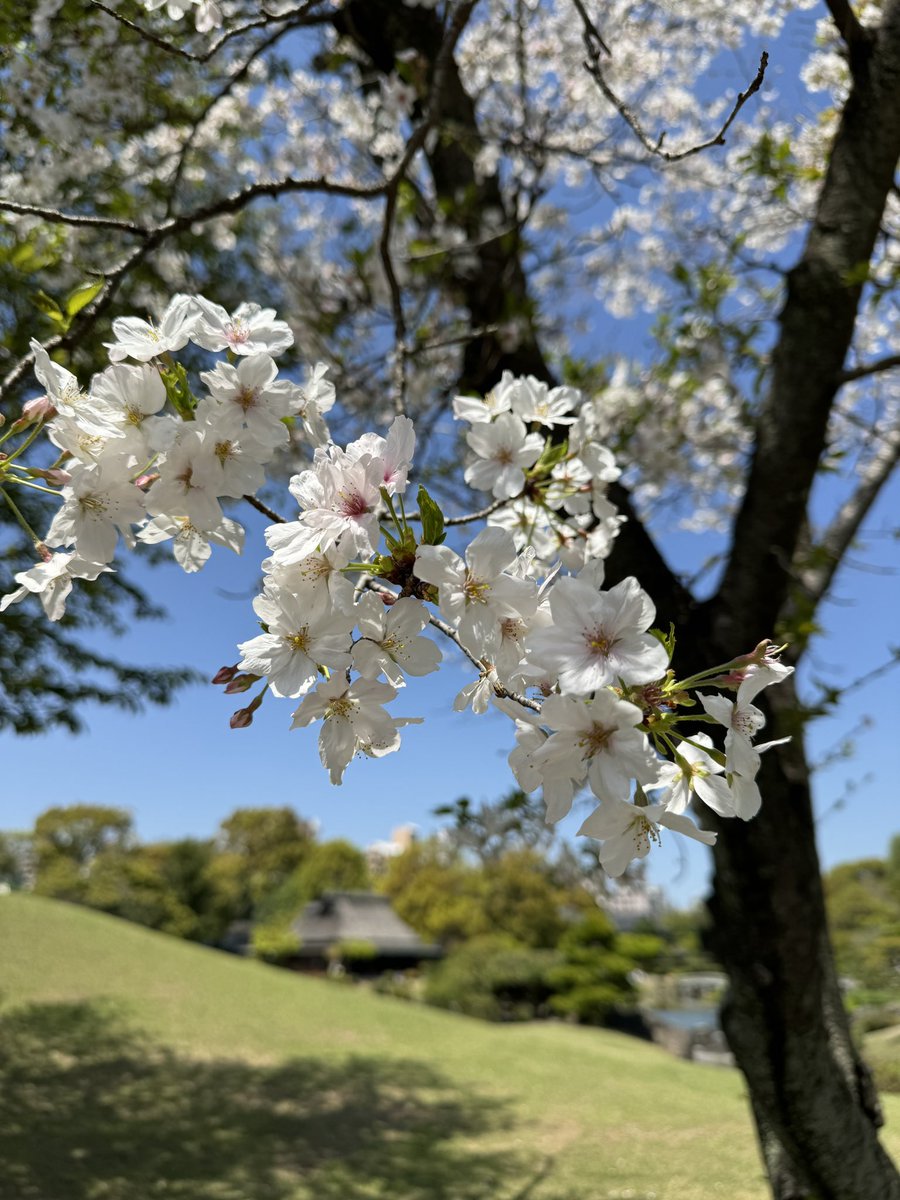 ErvinHan's tweet photo. Last week at Suizijen Jojuen Garden, Kumamoto. #Kyushu https://t.co/p8nt4Z2Rkn