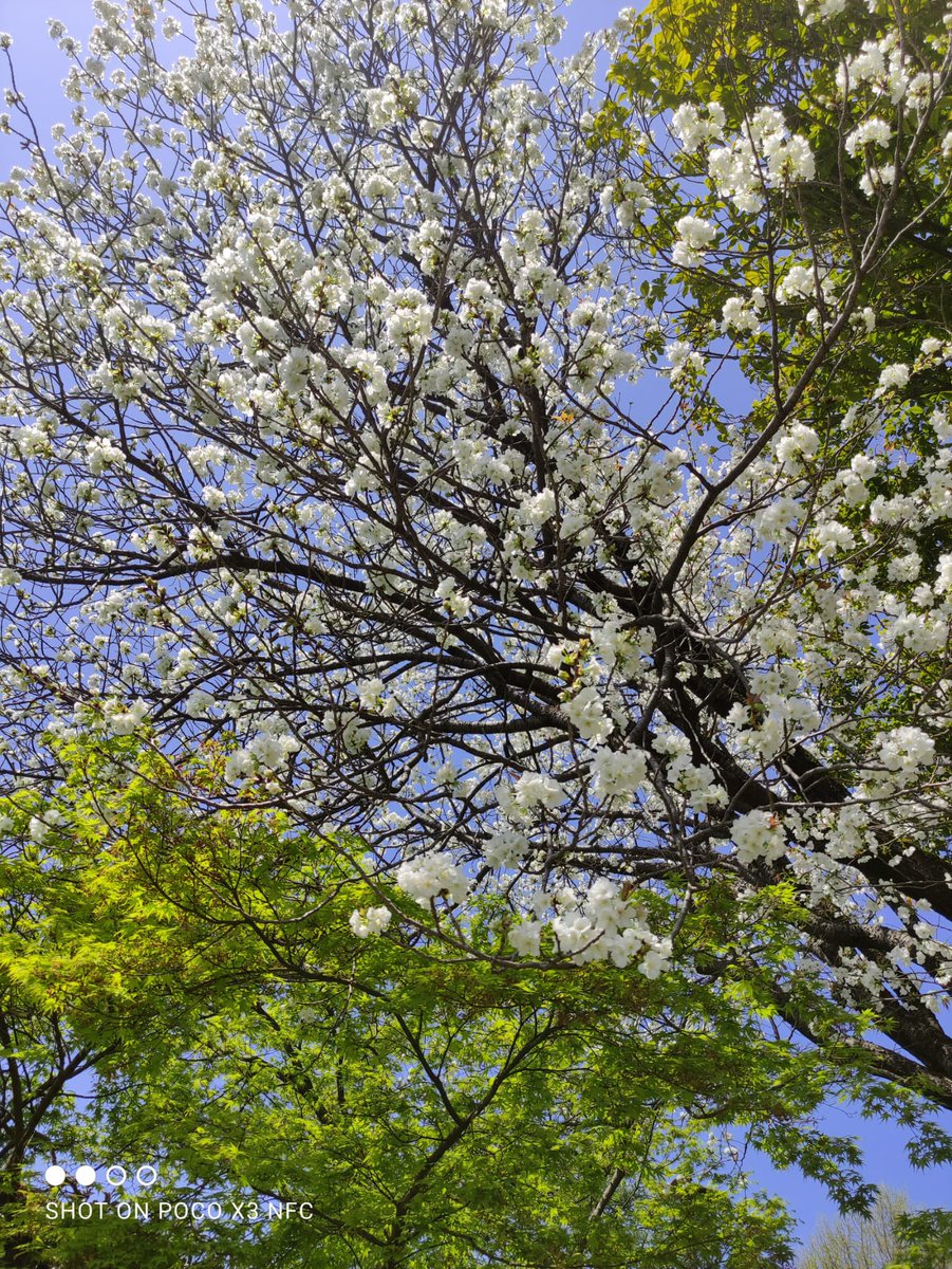 Last week at Suizijen Jojuen Garden, Kumamoto. #Kyushu