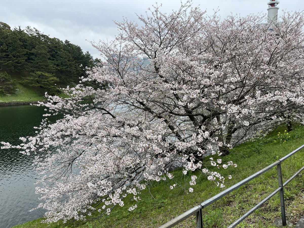 _tyoujyou's tweet photo. 4月から東京生活です。皇居ランしつつ桜を見てきました🌸 https://t.co/fACiA2n2fF
