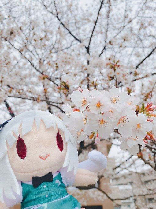 妖夢ちゃんとお花見してきました🌸🌸🌸さくら妖夢ちゃんアクキーと一緒に撮るの、去年は出来なかったから満足! 