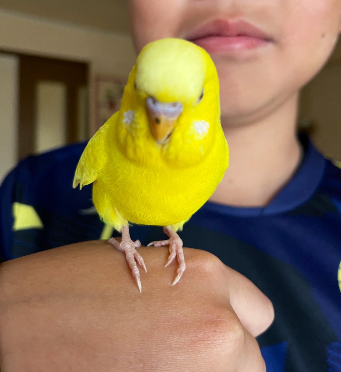 拡散希望
ルチノー（年齢不詳）の飼い主さんを探しています。

保護された場所: 東中野5丁目
日時:４月１日午後
保護された時の状況: 飛んできて肩に乗ってきた

特徴:非常に人に慣れている子です。鳴き声は綺麗で小さめ。嘴につつかれたような跡がありますが、ロストした後についたのかもしれません。