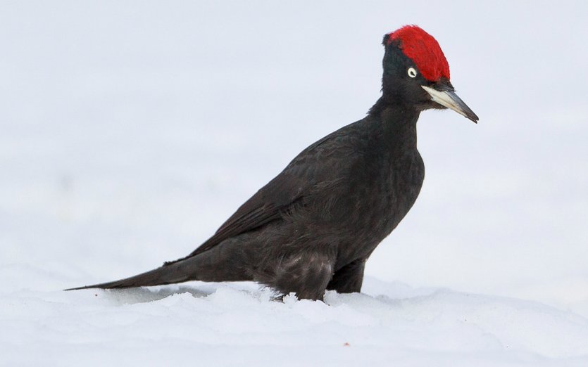 Palokärki #woodpecker #winter