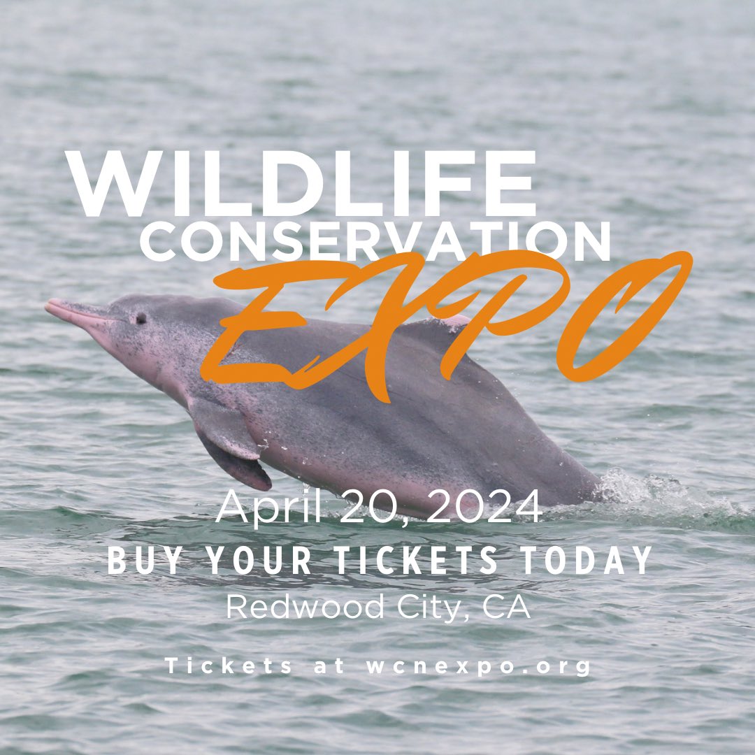 Friends in the USA! Meet us at the #WildlifeConservationExpo on April 20th! Hear firsthand about our work with wildlife, and celebrate conservation with a community of wildlife lovers. Expo is an event you won’t want to miss! Get your tickets today at wcnexpo.org 🎟️