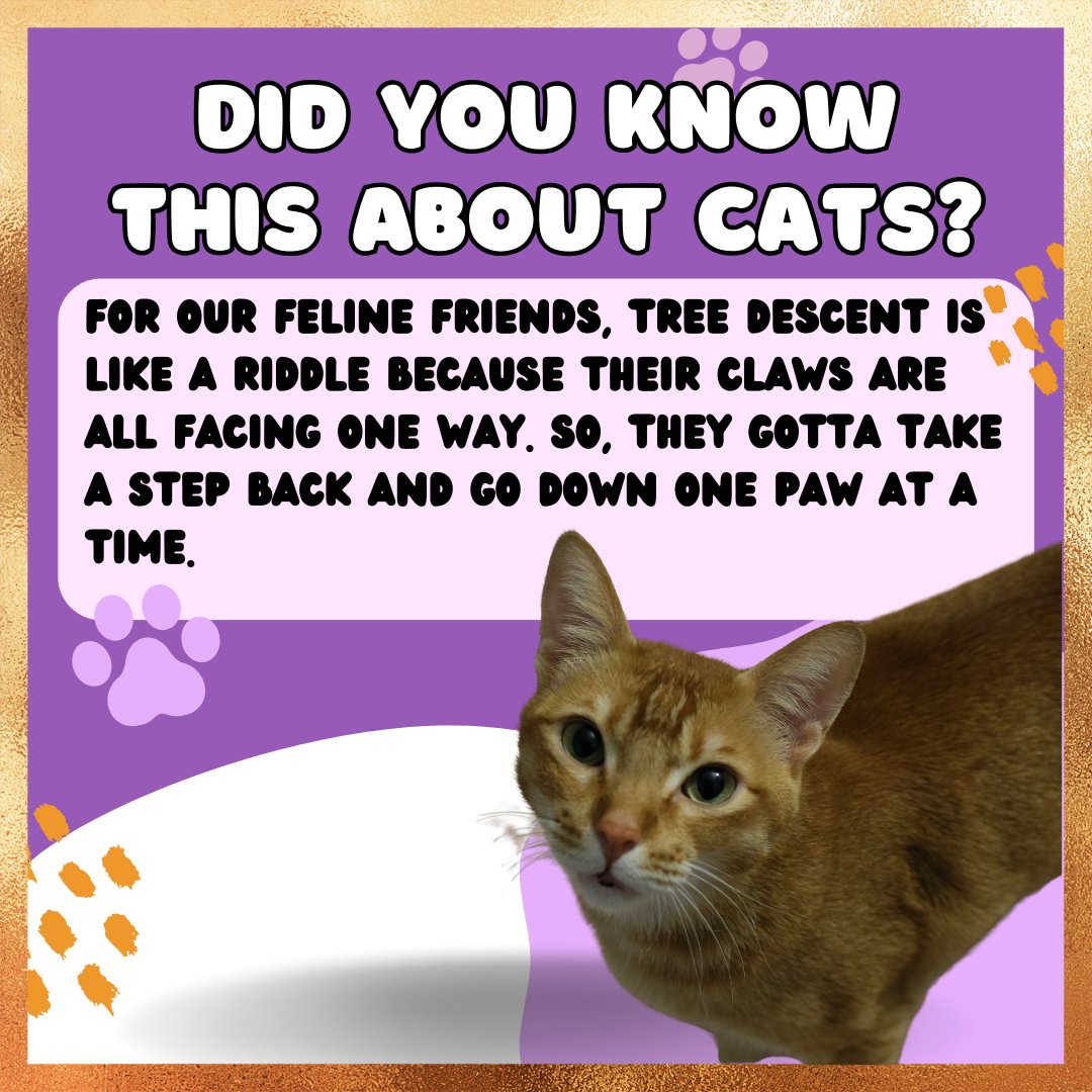 Did you know this fun fact about cats?
.
.
#trivia #catnip #catmeme #cattoys  #funny #indiancat #hrikutoys #hrikucattoys #viral #trending