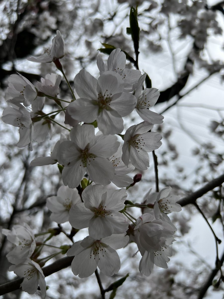 桜餅食べたいなぁ〜