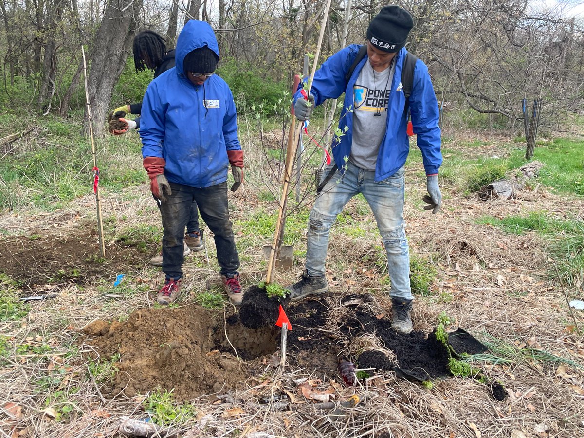 In partnership with TTF and @RiverfrontNorth, the #PowerCorpsPHL crew was back in #TaconyCreekPark yesterday! At the Olney Ave. & Westford Rd. section of the park, they planted 48 trees: #RedMaple #EasternWhitePine #AmericanHolly and #WhiteDogwood @philaparkandrec @phillyh2o