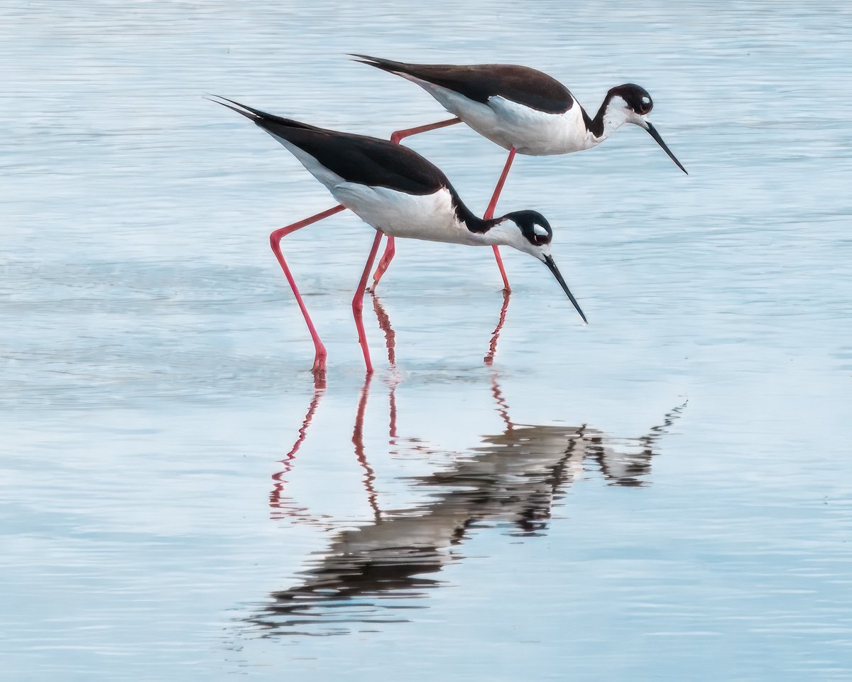 RogerSoars's tweet photo. My new photo book Wildlife Among Us showcases wild birds, mammals and small critters in our backyards, parks, suburban watersheds, and nature reserves.
Order on line https://t.co/o24cw42TNG… at my cost thru April 30.
My blog: https://t.co/eJkwjInEK3 https://t.co/Uxa30rhYVw