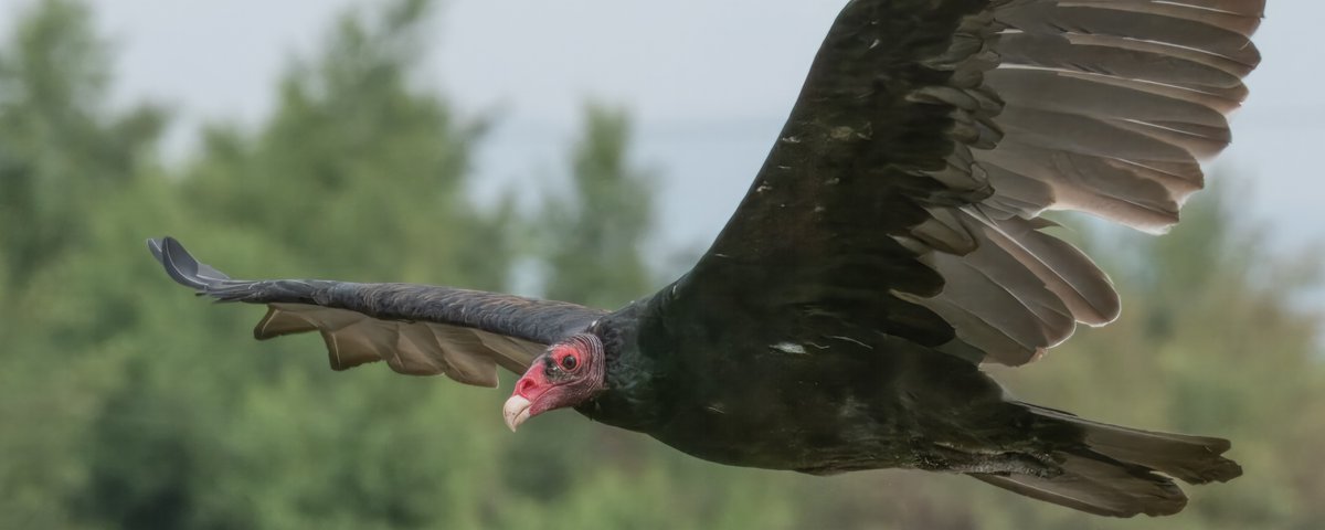 RogerSoars's tweet photo. My new photo book Wildlife Among Us showcases wild birds, mammals and small critters in our backyards, parks, suburban watersheds, and nature reserves.
Order on line https://t.co/o24cw42TNG… at my cost thru April 30.
My blog: https://t.co/eJkwjInEK3 https://t.co/Uxa30rhYVw