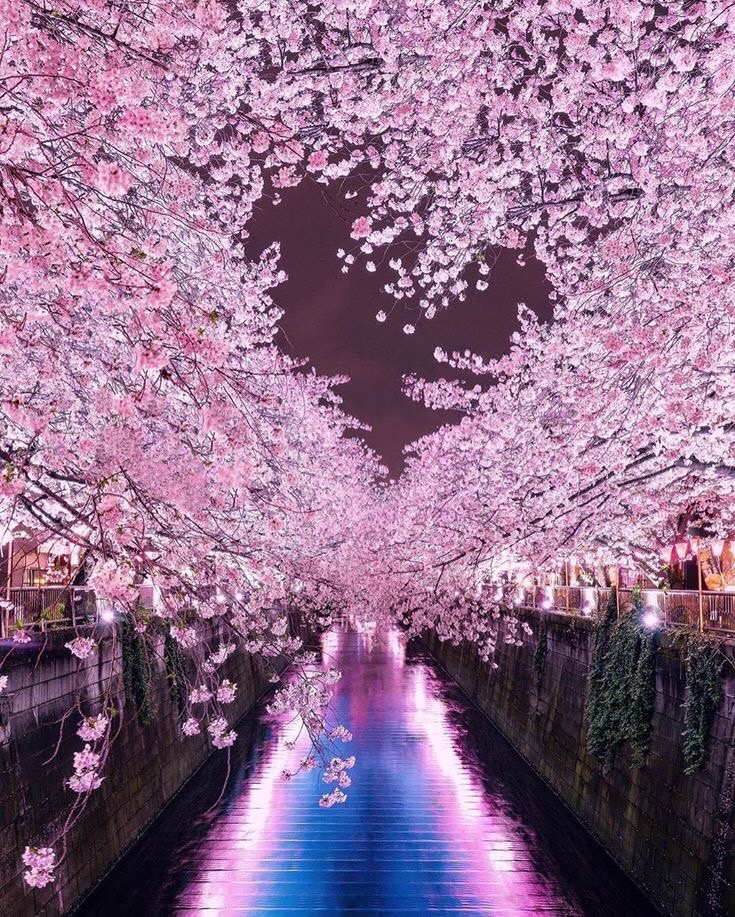 おはよー👋😆✨☀️ございます サクラ満開🌸🌸🌸🌸🌸 お花見🌸🍺🌸行くよ💨