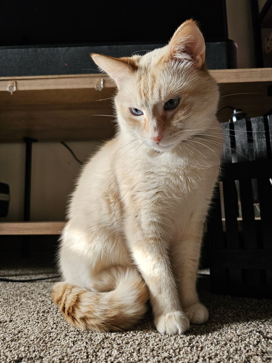 MercyTheCat's tweet photo. 🍊🍊🍊 https://t.co/4dXhdQa7ZG