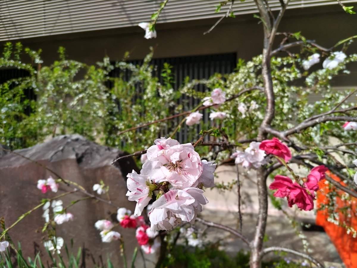 生田神社の桜とハナモモが見頃を迎えていました。