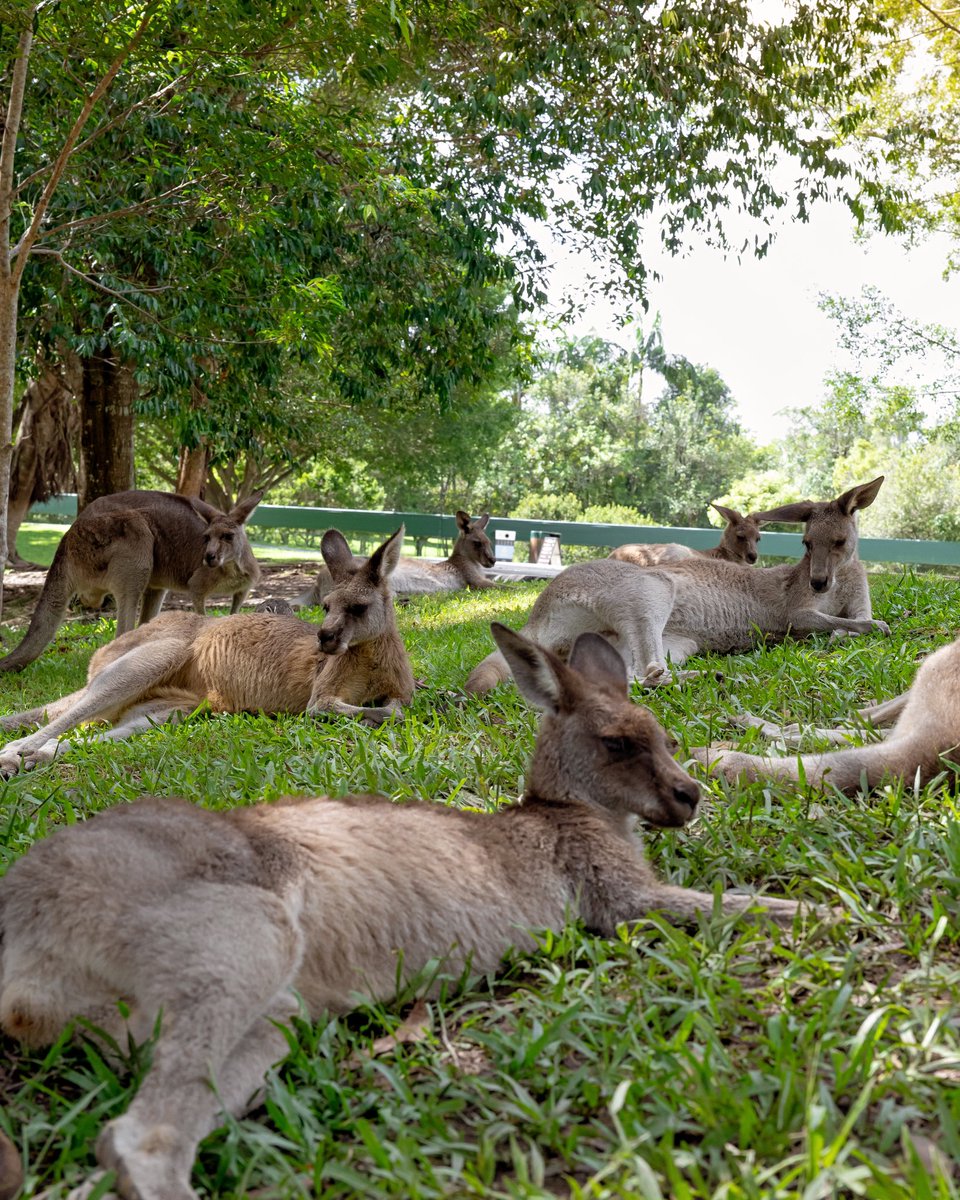 Weekend plan with the crew sorted at #AustraliaZoo 🦘👌