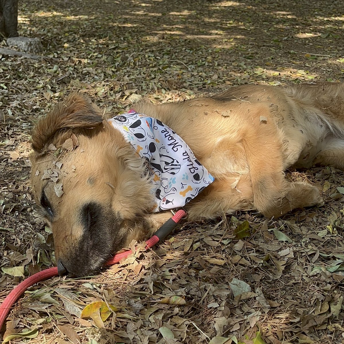 HELA_MORE's tweet photo. Candy sigue en busca de una oportunidad,a casi un año de ser rescatada no hemos logrado que alguien se interese en ella 💔

Tiene 3 años,protocolo completo,talla grande.
Adóptala 👈🏼
Estamos en CDMX https://t.co/FhEOZ3xSfg