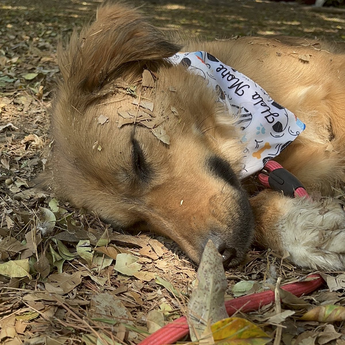 HELA_MORE's tweet photo. Candy sigue en busca de una oportunidad,a casi un año de ser rescatada no hemos logrado que alguien se interese en ella 💔

Tiene 3 años,protocolo completo,talla grande.
Adóptala 👈🏼
Estamos en CDMX https://t.co/FhEOZ3xSfg