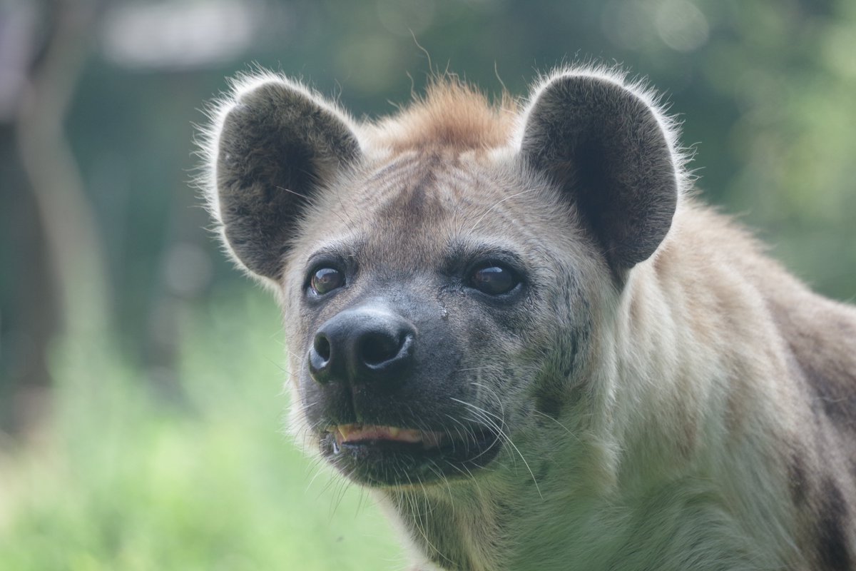 動物と共に…… ZOOライダー on X