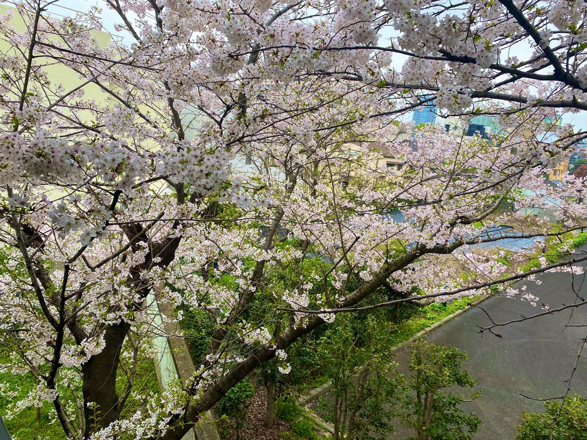 Today we enjoyed #hanami #sakura with @chrisngfs @leiyuan0_0 @lisa_y215 @Lina_Japan @rmiparks and many others at @UTokyo_News_en what a lovely time 🌸🍱