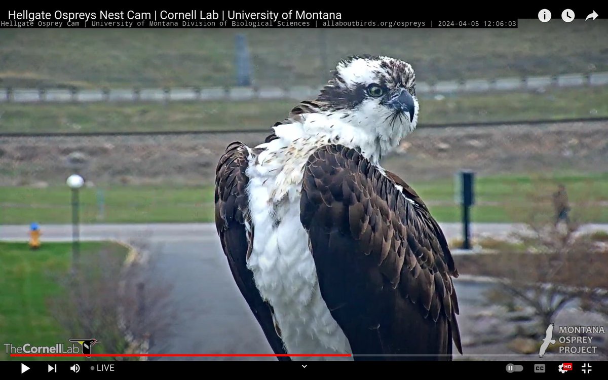 Please meet my friend Iris. She blessed me with happy tears today and had many others jumping for joy! Isn't she #Beautiful! 
#HellgateOsprey  #Osprey #Montana #raptors
#birdcams #birds #wildlife #nature #birdmigration