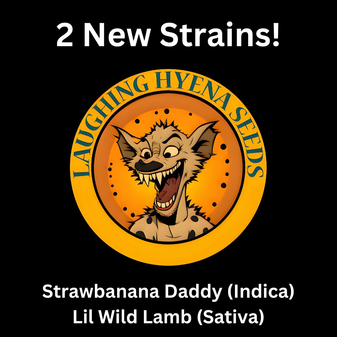 This week:  Use coupon code HYENA10 to save 10% these 2 strains until 4/11/2024 !!!

Strawbanana Daddy is a fruity, high yield Indica 
Lil Wild Lamb is a fruity, high yield Sativa 

#autoflowerpower #autoflowercommunity #autoflower #autogrowersclub #autofloweringcommunity