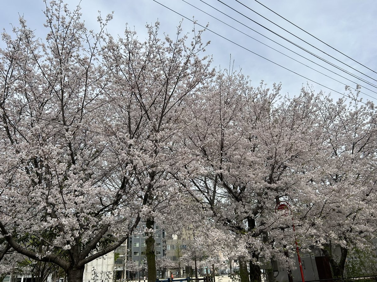 kokoropay's tweet photo. 福岡の桜も綺麗に咲いてました！お花見してる人たちも居て���ましい。
やっと春本番という感じですが、春物の服を出すのが面倒くさい。
#桜
#冷泉公園 https://t.co/NU392oyDOQ