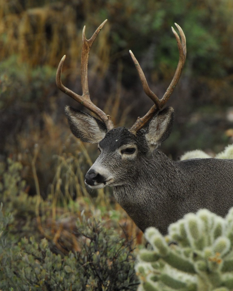 Limited entry draw now open! This draw offers hunters a chance to draw an additional elk, mule deer, white-tailed deer, and pronghorn permit-tag, while generating revenue to support wildlife conservation efforts across the state. To apply, visit limitedhuntentry.azgfd.com/?_gl=1*rxtt8w*….