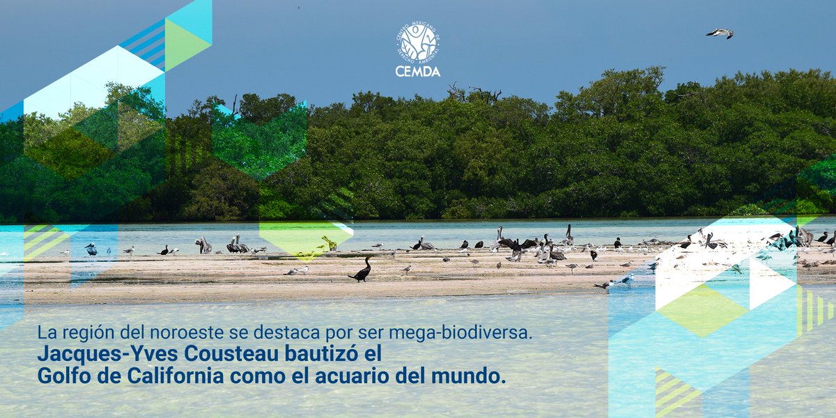 Existen muchas razones para defender y proteger el Noroeste mexicano. Desde nuestras oficinas en esta región sumamos esfuerzos hacia el desarrollo sostenible y la preservación de sus ecosistemas.🌱💧🌎 cemda.org.mx