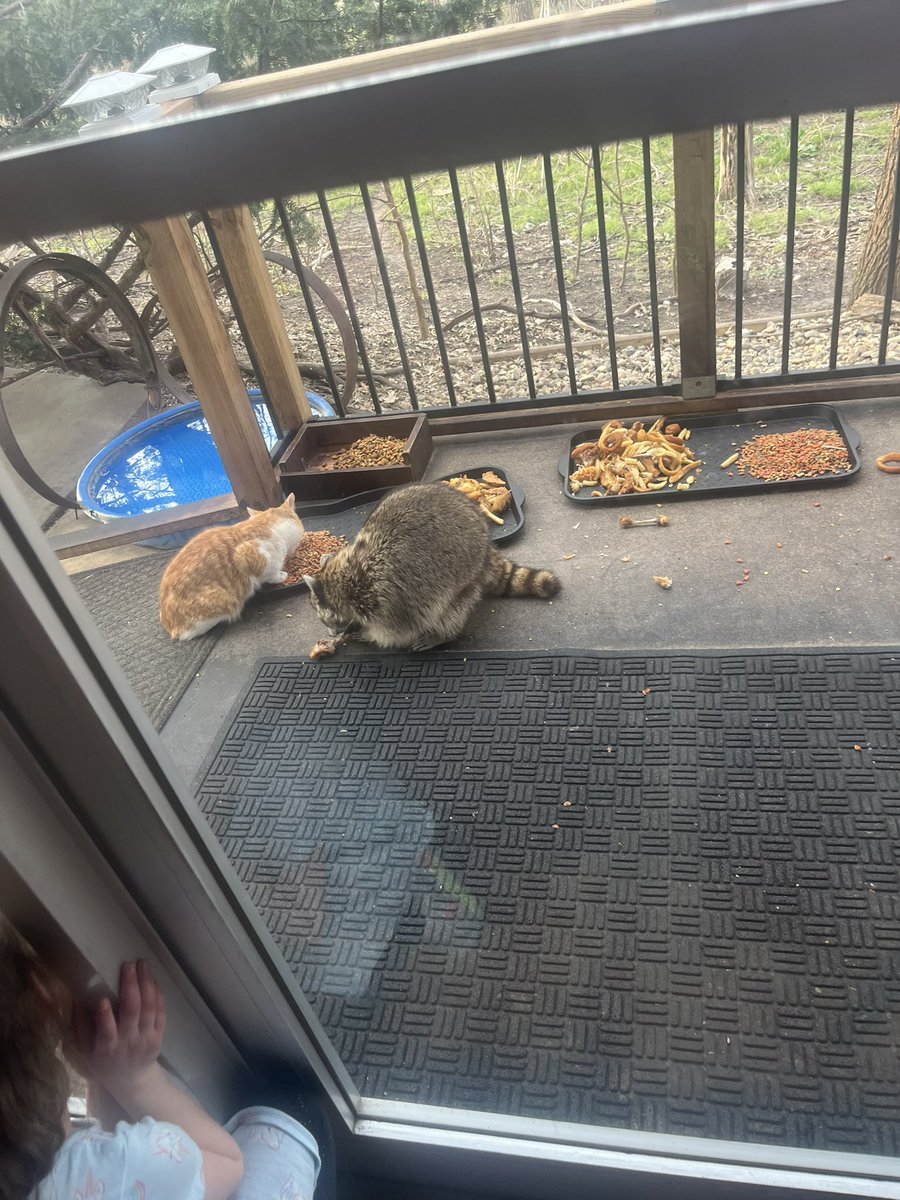 GoodEats69's tweet photo. The Alpine Inn. Home of the Wildlife. This famous Omaha stable has some of the best fried chicken around. Don’t believe us? Ask these two furry fellas! They say this is their favorite spot in town! 216/10 https://t.co/fU5M9bGF9T