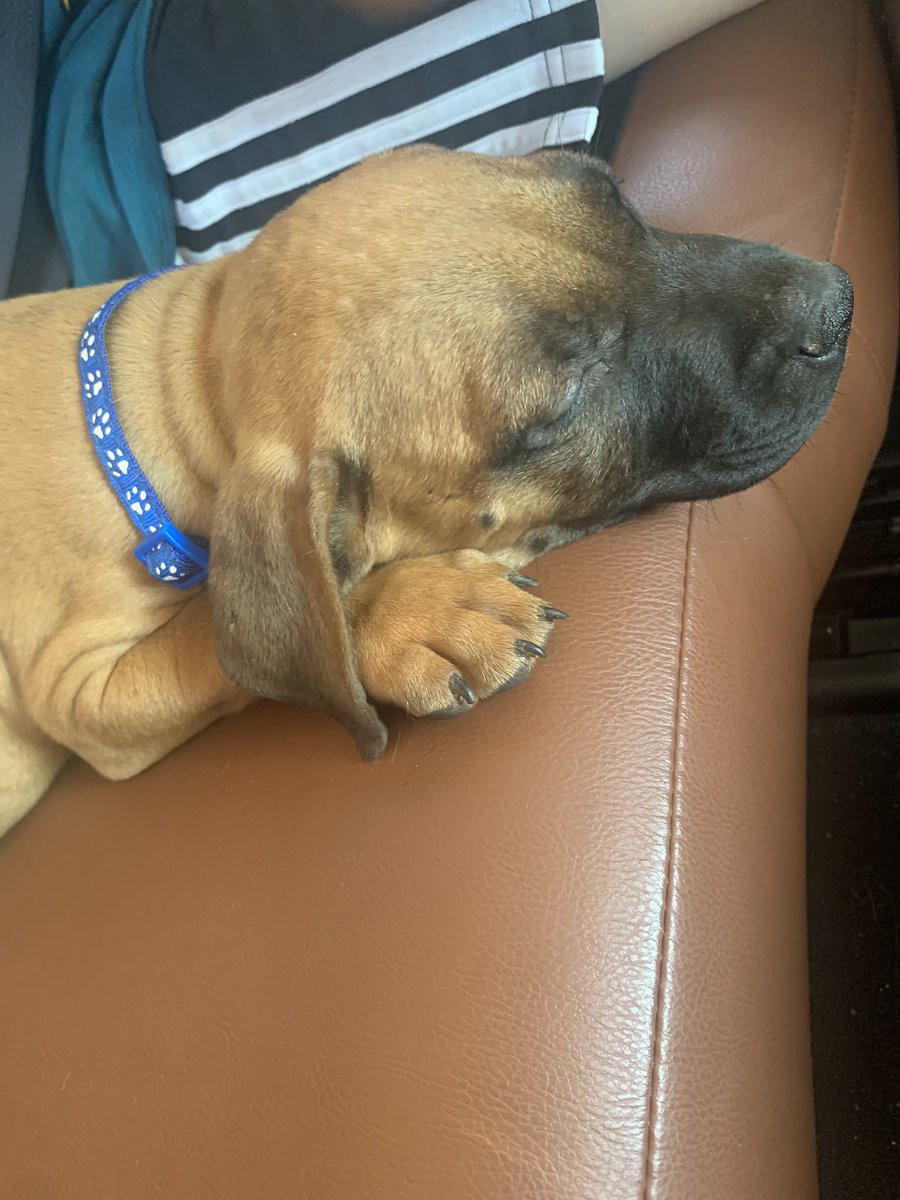 Sαlsα⇒ #HytaleSaved tweet media