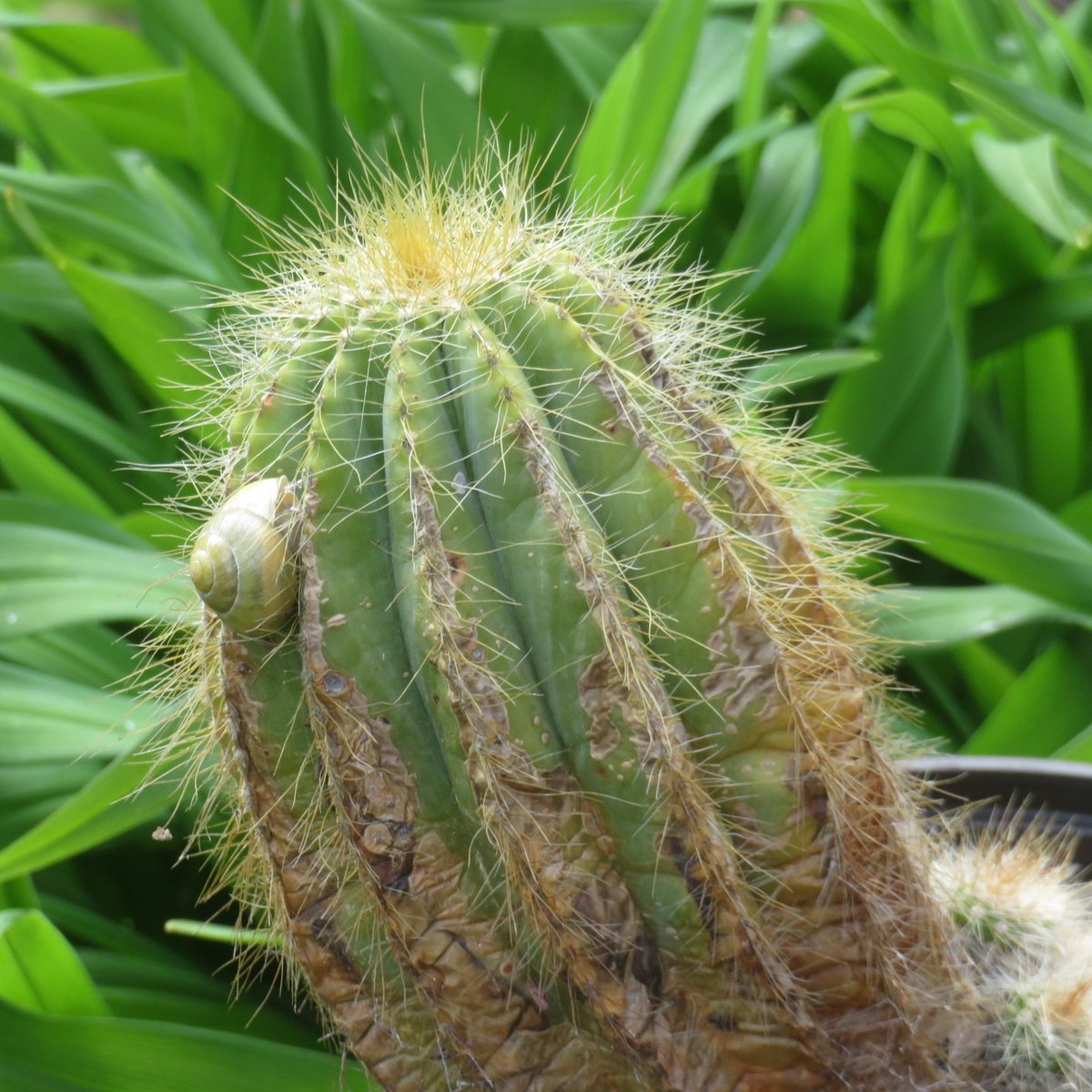 Khaph's tweet photo. I try to mostly grow plants that slugs and snails don't like to eat but here's a cactus with a snail.  #cactus #GardenersWorld #notocactus #parodia https://t.co/T3AqTZETOa