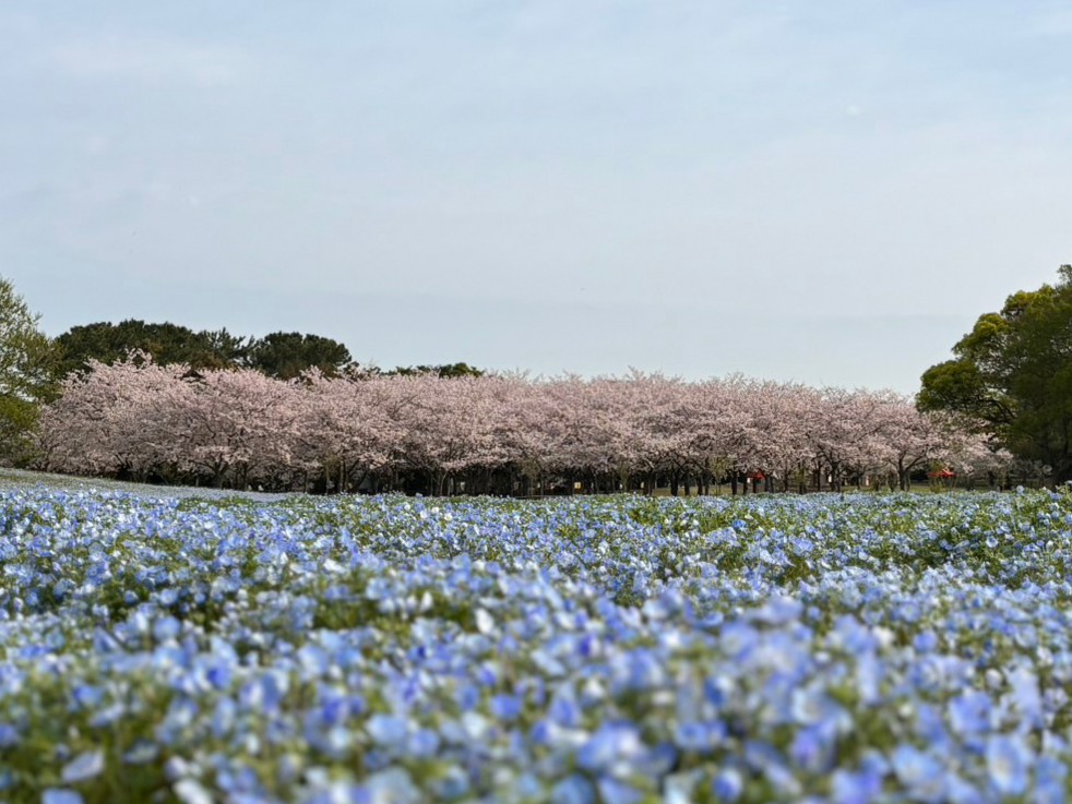 おはようございます☀️
4/6(土)、今朝の花の丘の様子です。

サクラピンクとネモフィラブルーのコラボレーションがベストコンディション👍
心配されていた天気も晴れに変わり、青空も見えます！

#サクラ
#ネモフィラ
#海の中道海浜公園