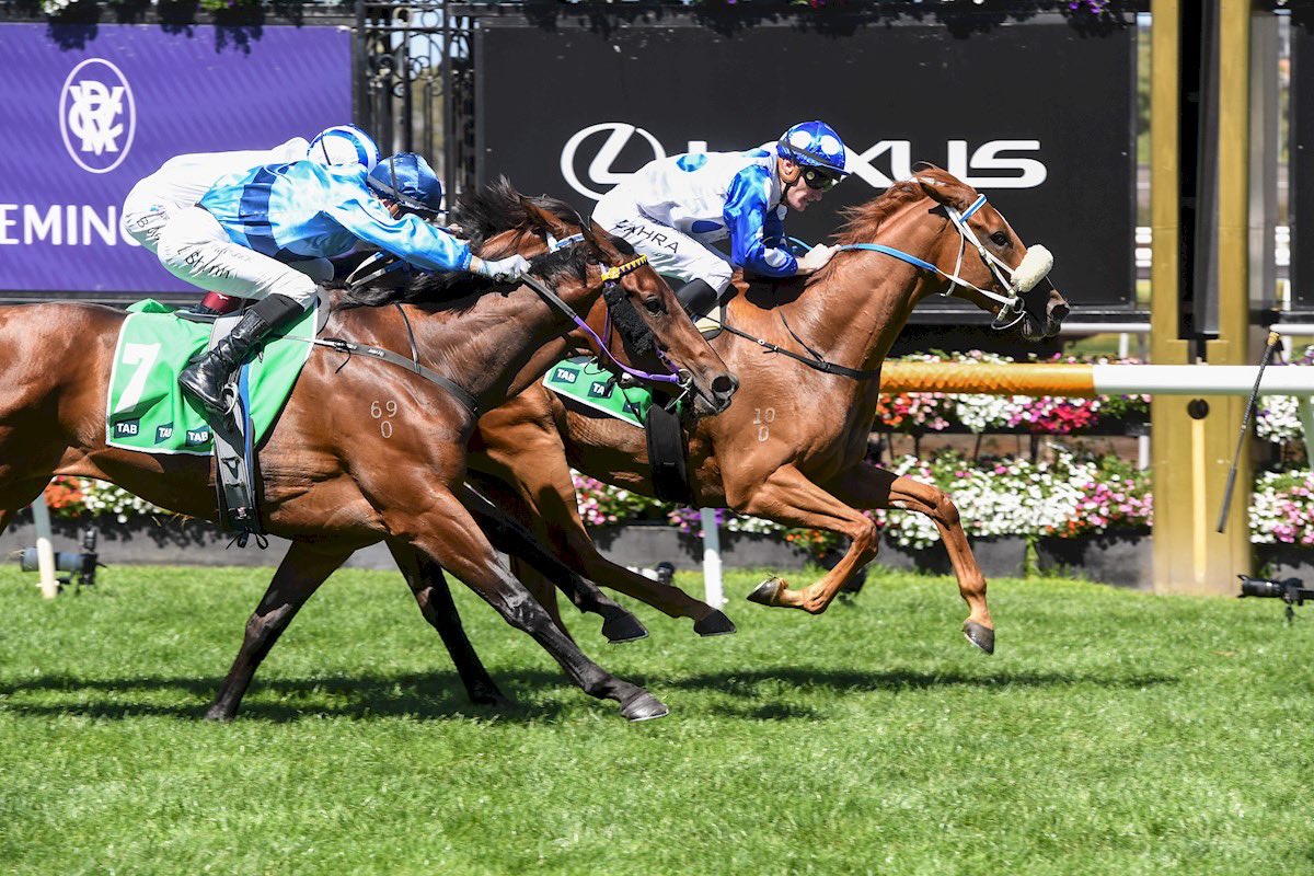 Our 3YO Filly Autumn Angel runs on a heavy 10 at Randwick today in the GR3 Adrian Knox stakes 2000 with 61kgs . Can she do what her champion sire did The Autumn Sun who was a 2 time group 1 winner on heavy tracks . Good luck to all involved @moodyracingpgm @kscoleman…